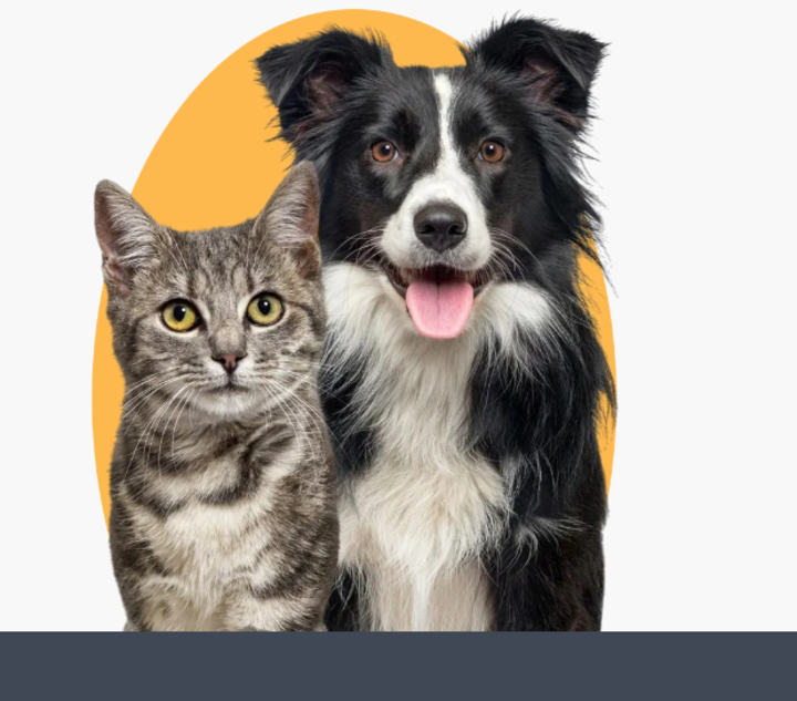 Pets